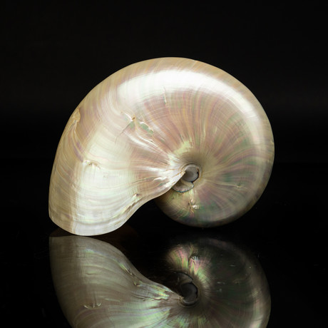 Genuine Pearl Nautilus // 7"