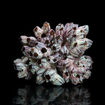 Genuine Purple Acorn Barnacle Cluster I