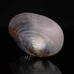 Genuine Pearl Clam