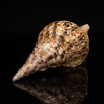 Genuine Pacific Triton Shell