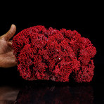 Genuine Red Pipe Organ Coral IV