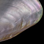 Genuine Pearl Clam