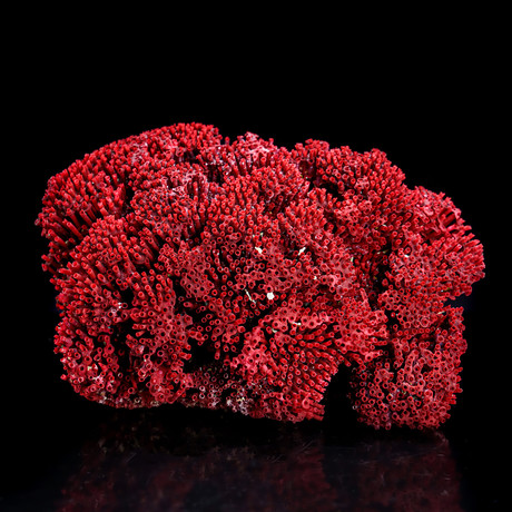 Genuine Red Pipe Organ Coral IV