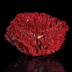 Genuine Red Pipe Organ Coral III