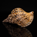 Genuine Pacific Triton Shell