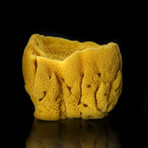 Genuine Sea Sponge // 1.6 oz.