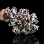 Genuine Purple Acorn Barnacle Cluster III