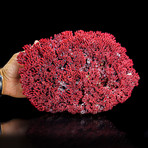 Genuine Red Pipe Organ Coral III