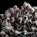 Genuine Purple Acorn Barnacle Cluster II