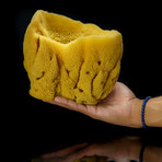 Genuine Sea Sponge // 1.6 oz.