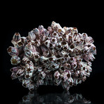 Genuine Purple Acorn Barnacle Cluster II