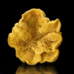 Genuine Sea Sponge // 2.56 oz.