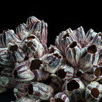 Genuine Purple Acorn Barnacle Cluster III