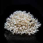 Genuine Birds Nest Coral // Small