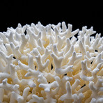 Genuine Birds Nest Coral // Small