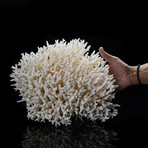 Genuine Birds Nest Coral // Large