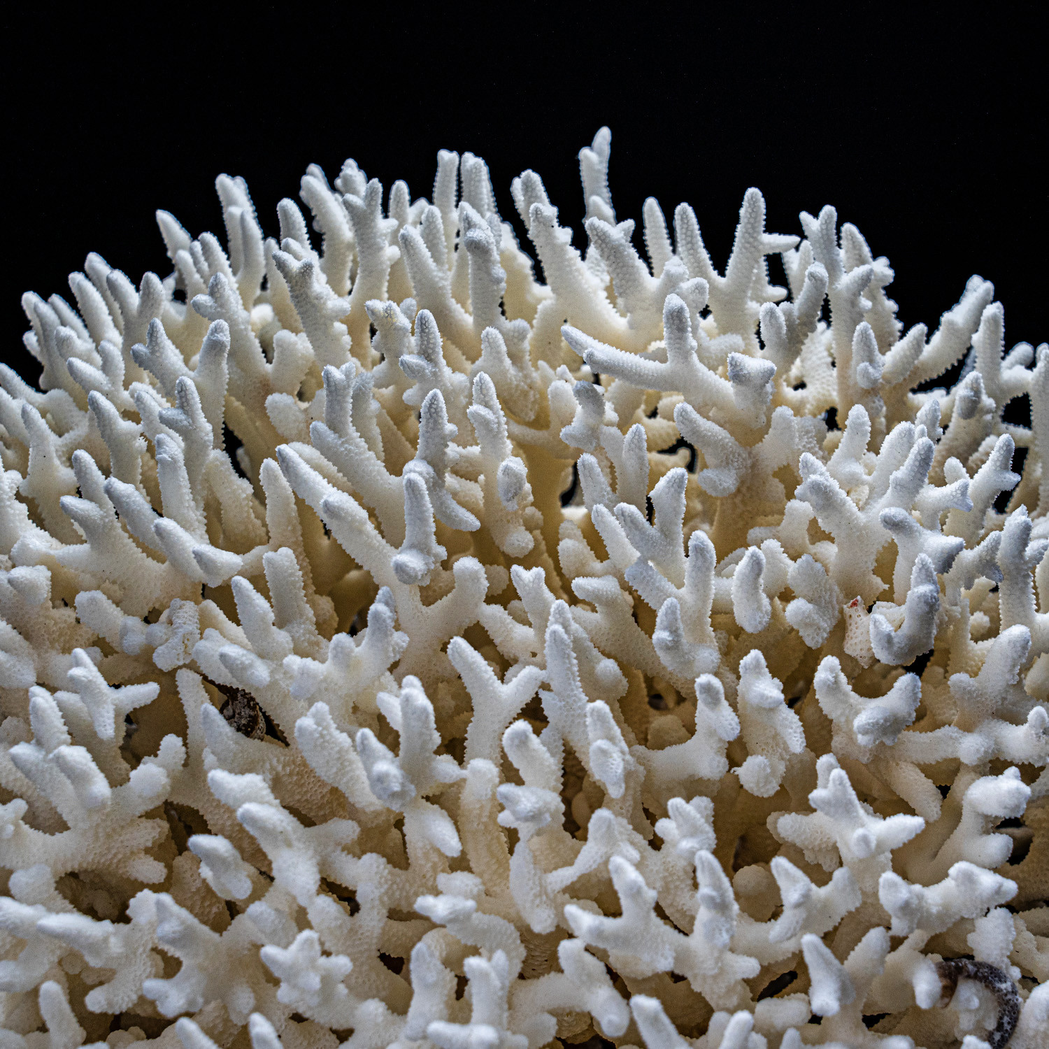 Genuine Birds Nest Coral // Large - Astro Gallery - Touch of Modern