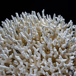 Genuine Birds Nest Coral // Large