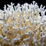 Genuine Birds Nest Coral // Medium