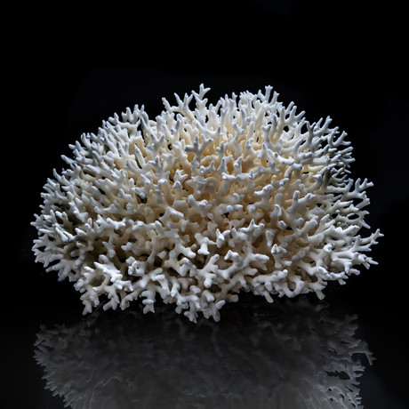 Genuine Birds Nest Coral // Medium