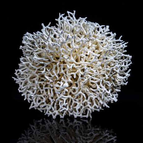 Genuine Birds Nest Coral // X-Large
