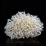Genuine Birds Nest Coral // X-Large