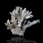 Genuine Branch Coral // Small