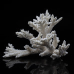 Genuine Branch Coral // Small
