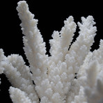 Genuine Branch Coral // Medium