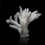 Genuine Branch Coral // Medium