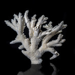 Genuine Branch Coral // Large
