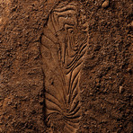 Low Top Lace-Up Sneaker // Soy Paste (US: 4.5)