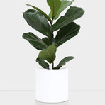 Large White Planter (9")