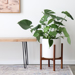 Large White Planter + Wood Stand