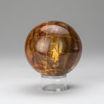 Genuine Polished // Petrified Wood Sphere + Round Acrylic Stand