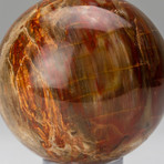 Genuine Polished // Petrified Wood Sphere + Round Acrylic Stand