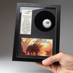 Genuine Triceratops Tooth + Display Frame