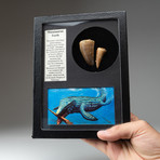 Genuine Mosasaurus Teeth + Display Frame