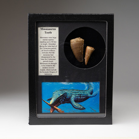 Genuine Mosasaurus Teeth + Display Frame