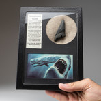 Genuine Megalodon Tooth + Display Frame