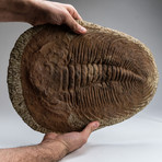 Large // Trilobite Fossil