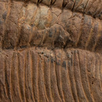 Large // Trilobite Fossil