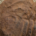 Large // Trilobite Fossil