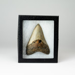 Megalodon Shark Tooth + Display Case