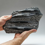Genuine Orthoceras Fossil