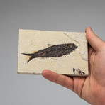 Knightia Fish Fossils + Acrylic Stand