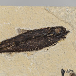Knightia Fish Fossils + Acrylic Stand