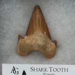 Fossil Shark Tooth + Display Case