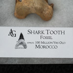 Fossil Shark Tooth + Display Case