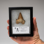 Fossil Shark Tooth + Display Case